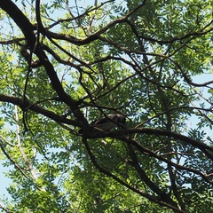 Corvus cornix