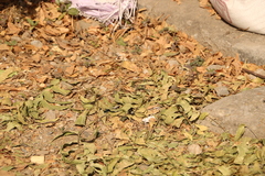 Campsomeriella collaris