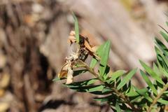 Pimelea tomentosa