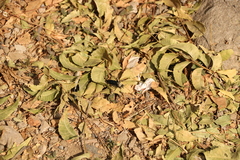 Campsomeriella collaris