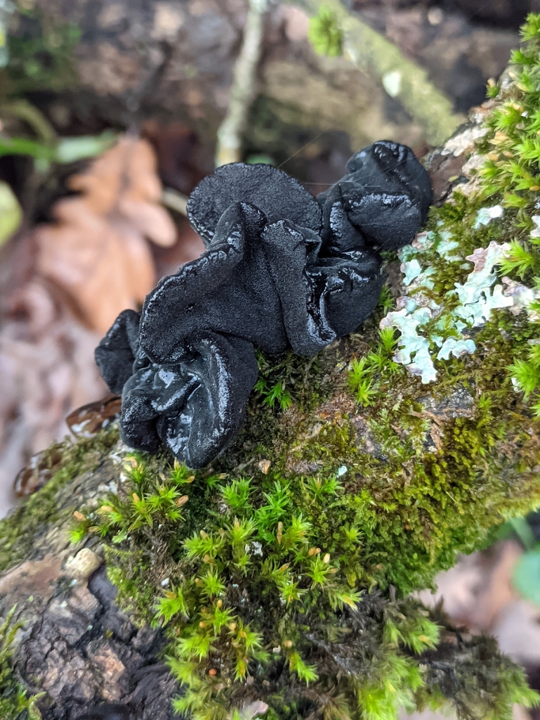 Exidia glandulosa · December 2025 · photo: © naturalist57011 (iNaturalist, cc-by)