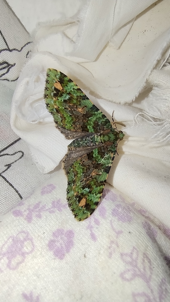 Hammaptera ignifera