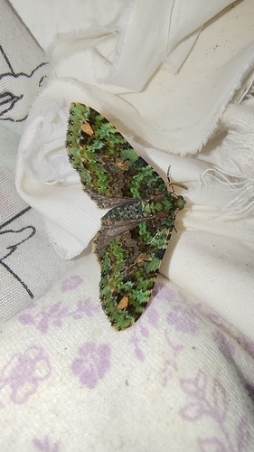 Hammaptera ignifera