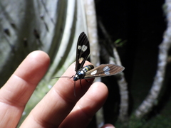 Syntomeida melanthus
