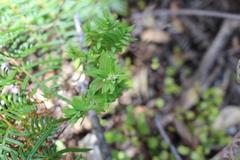 Pimelea tomentosa