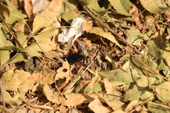 Campsomeriella collaris