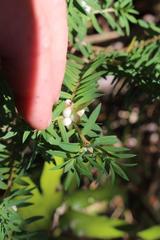 Pimelea tomentosa