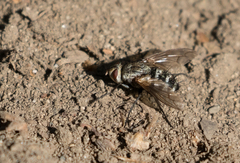 Microphthalma disjuncta