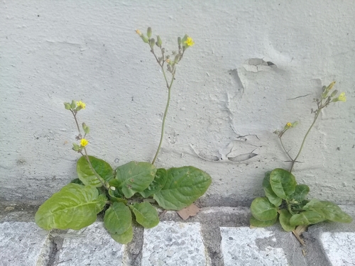 Youngia japonica