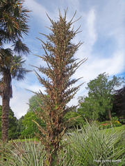 Puya × berteroniana