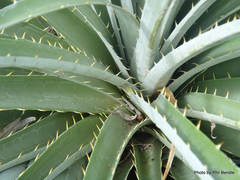 Puya × berteroniana