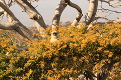 Semnopithecus entellus