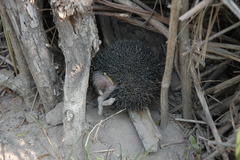 Atelerix albiventris