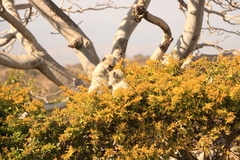 Semnopithecus entellus