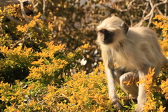 Semnopithecus entellus
