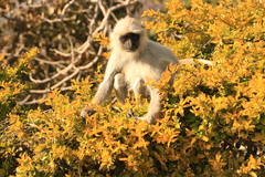 Semnopithecus entellus