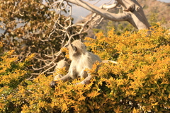 Semnopithecus entellus