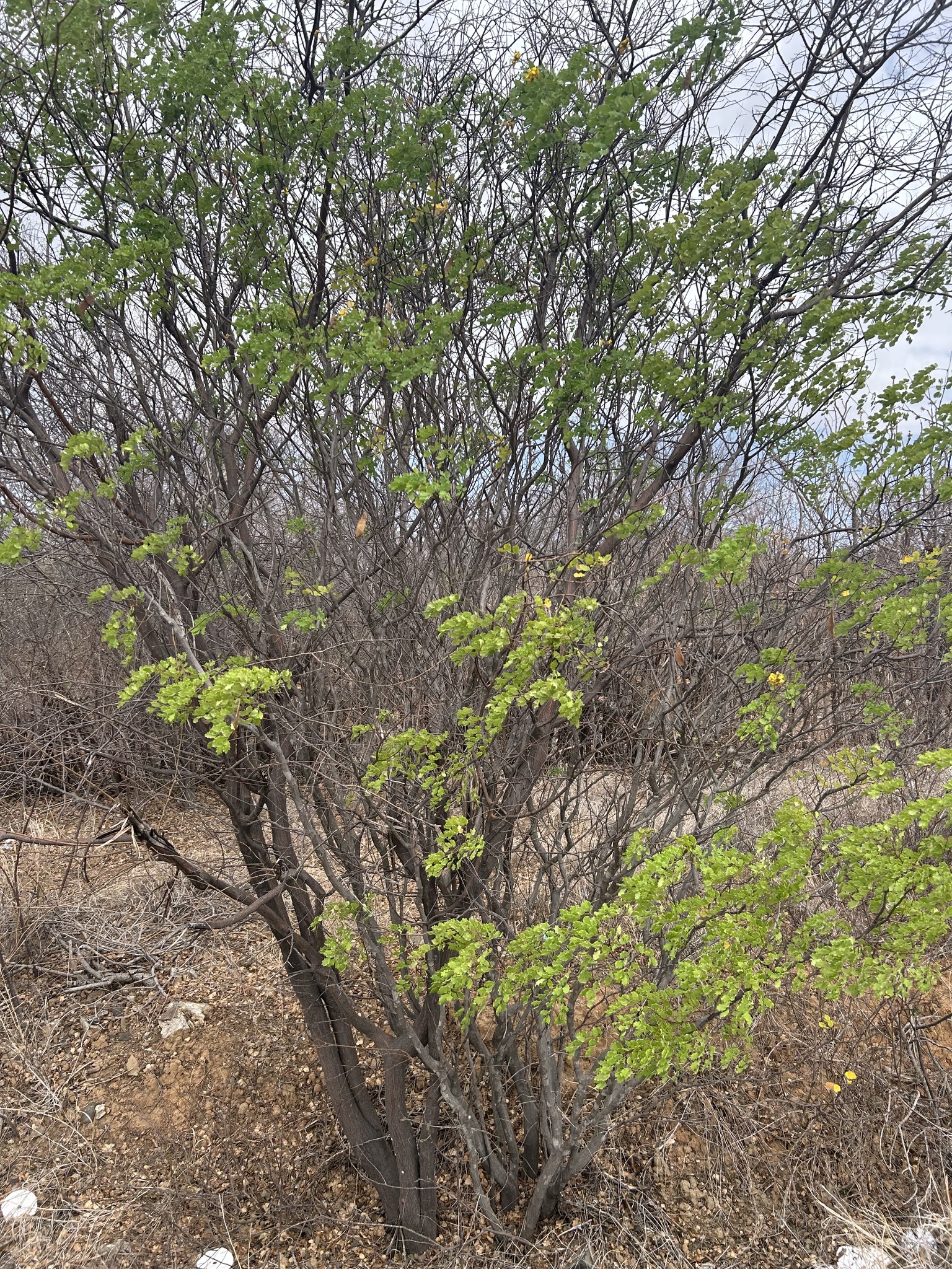 Cenostigma laxiflorum