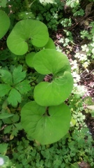 Asarum canadense
