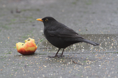 Turdus merula