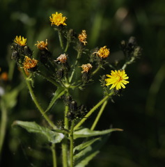 Picris japonica kamtschatica