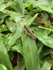 Spathosternum prasiniferum