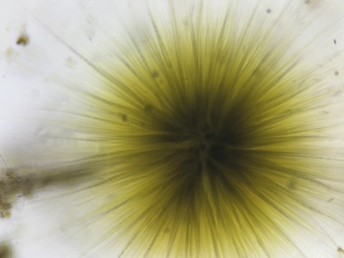 Gloeotrichia echinulata, 2025-09-21