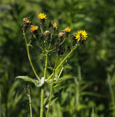 Picris japonica kamtschatica