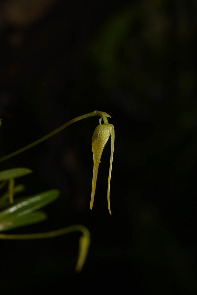 Barbosella prorepens