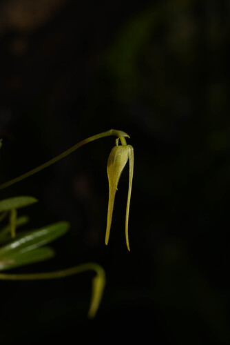 Barbosella prorepens