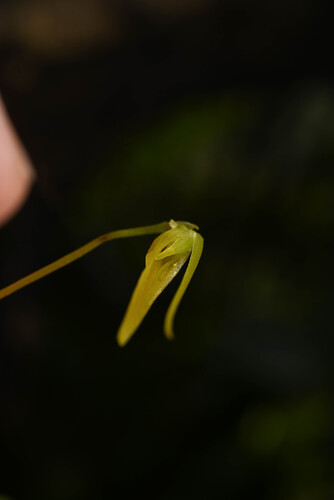 Barbosella prorepens, photograph 2