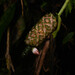Anthurium michelii Guillaumin 2