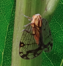 Nogodinidae