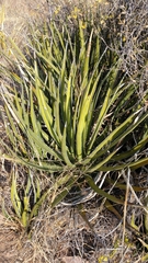 Agave albomarginata
