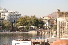 Semnopithecus entellus