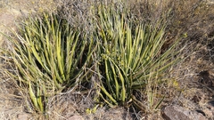 Agave albomarginata