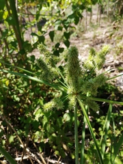 Cyperus ligularis