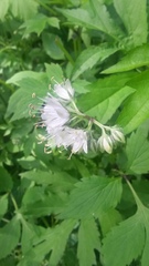 Hydrophyllum virginianum