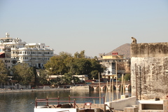 Semnopithecus entellus