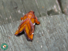 Hypocosmia pyrochroma