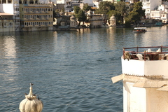 Semnopithecus entellus