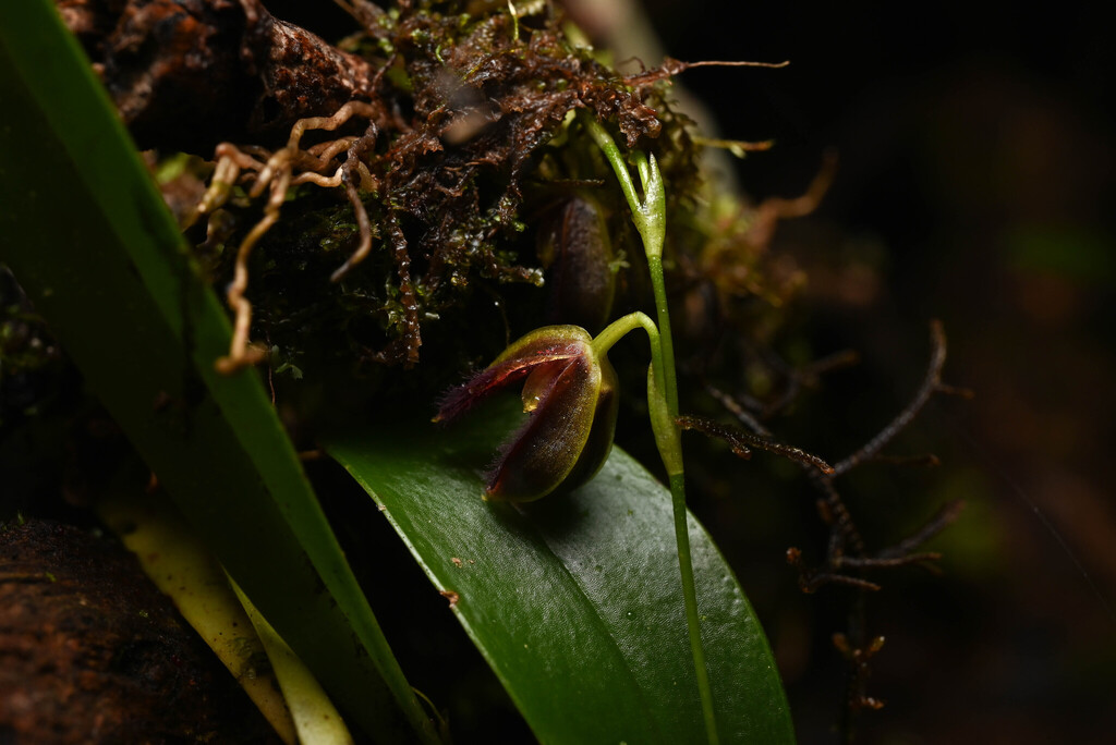 Stelis pilostoma