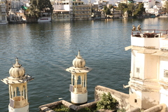Columba livia domestica