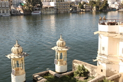 Columba livia domestica