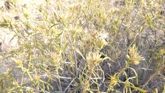Trixis angustifolia