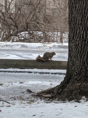Sciurus niger