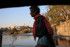 Columba livia domestica