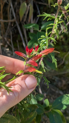 Castilleja fissifolia