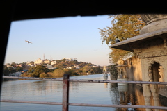 Columba livia domestica