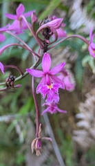 (c) Thibaud Aronson, some rights reserved (CC BY-SA) Epidendrum calanthum, photograph (c) Thibaud Aronson, some rights reserved (CC BY-SA)